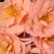 Orange - Rosiers floribunda - Alison 2000